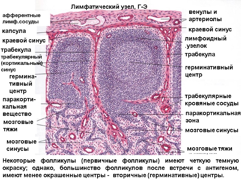 афферентные лимф.сосуды капсула краевой синус паракорти-кальная вещество мозговые  тяжи мозговые синусы венулы и